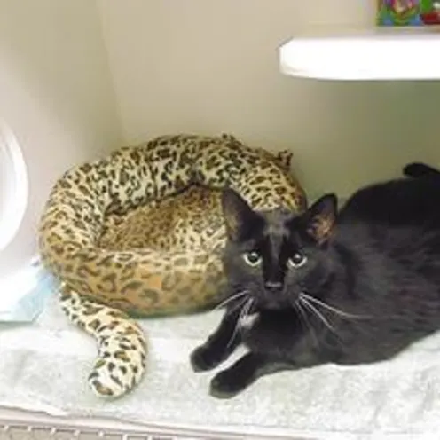 Cat With Leopard-Shaped Cat Bed